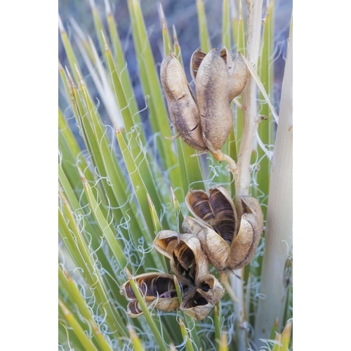 Utah, Glen Canyon A yucca plant with seed pods